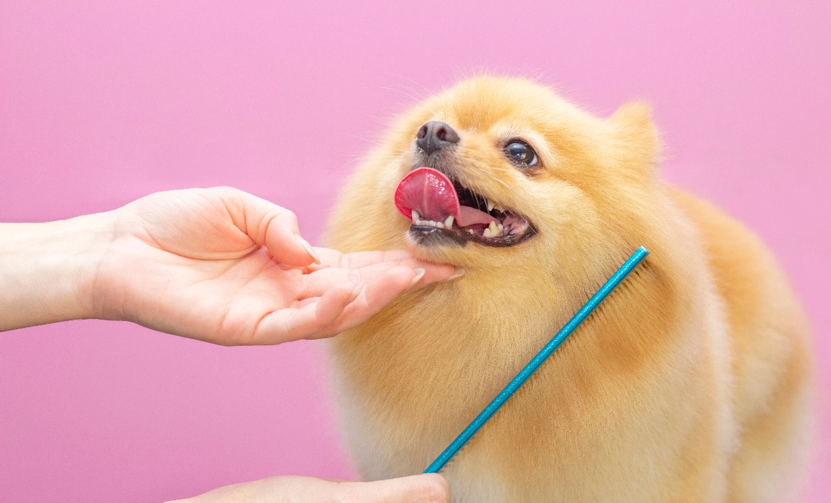 Image Gallery tec-nut.com for Dorking Pet Grooming -  Free Website, New Website, Company Website, Simple Website,  Pet haircuts, Website Builder, Tec-Nut.com Websites, No Coding Website,  Cat grooming services,  Dog grooming services,  Pet spa services, New Company